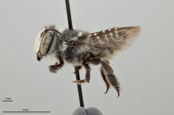 Media type: image;   Entomology 793874 Aspect: habitus lateral view